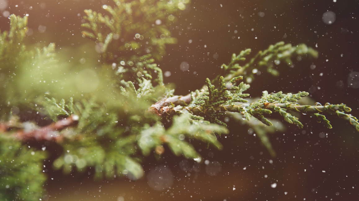 The Twelve Triggers of Christmas (and How to Stay Naturally Calm)