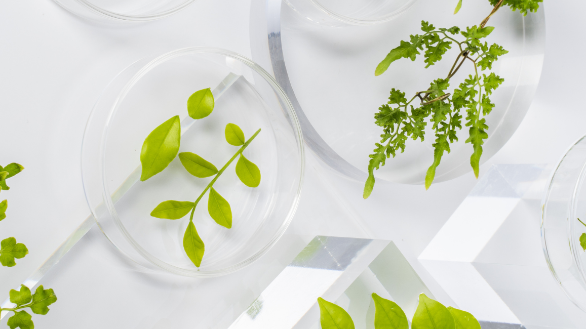 Vitamins: Natural or synthetic?