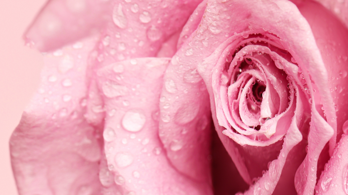 Gut Love: The Probiotic That Looks After More Than Your Gut