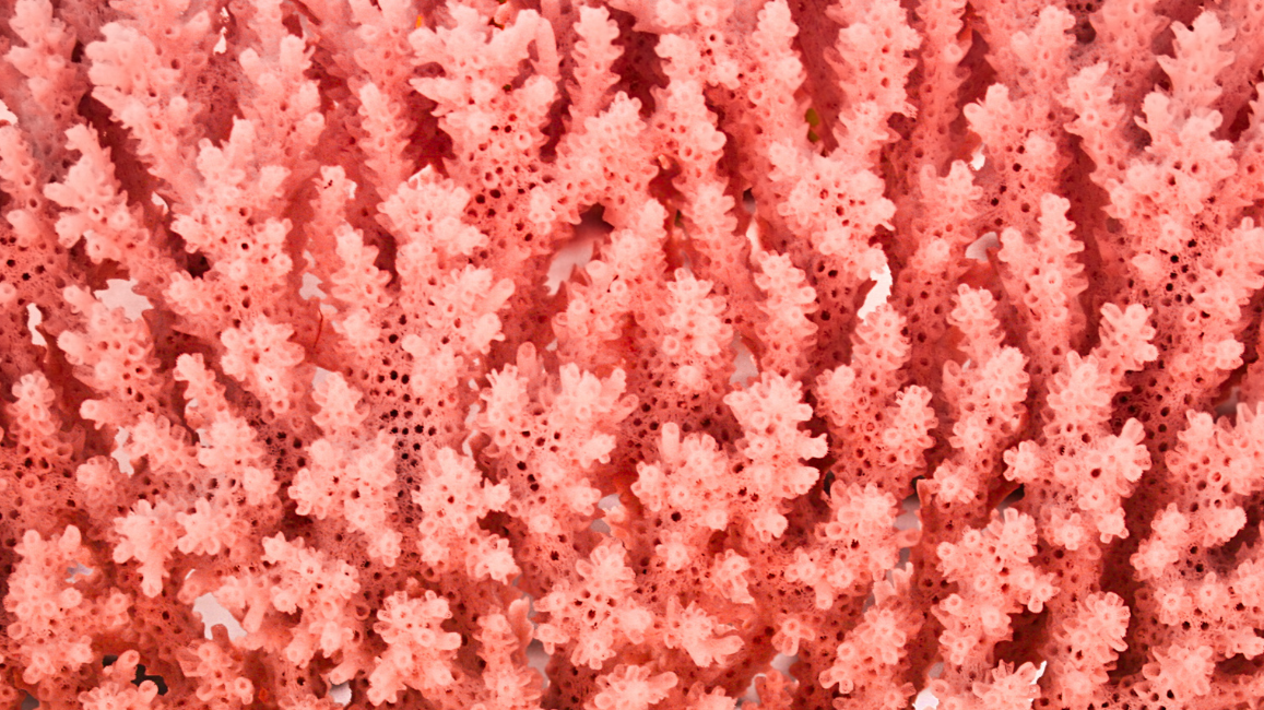 Why do I need a broad-spectrum probiotic?