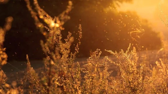 Hayfever and your immune system