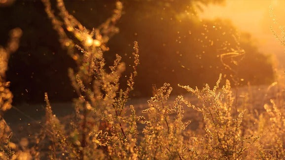 The gut & allergy connection