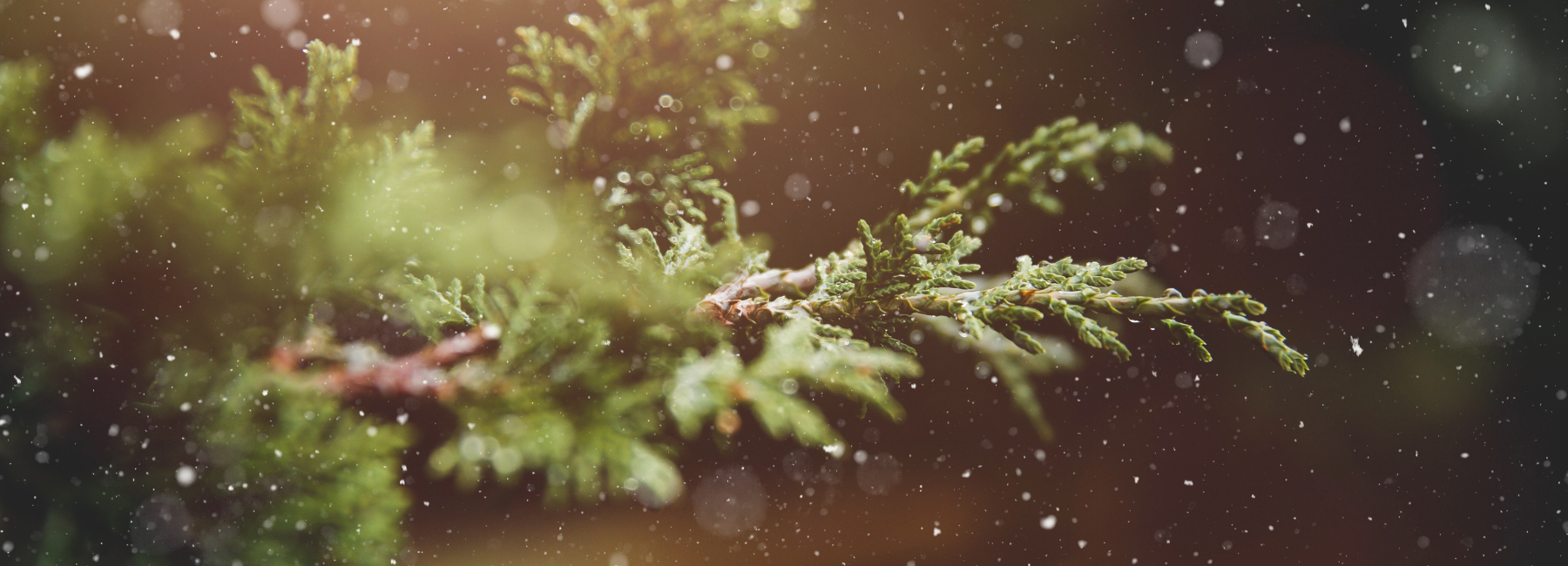The Twelve Triggers of Christmas (and How to Stay Naturally Calm)