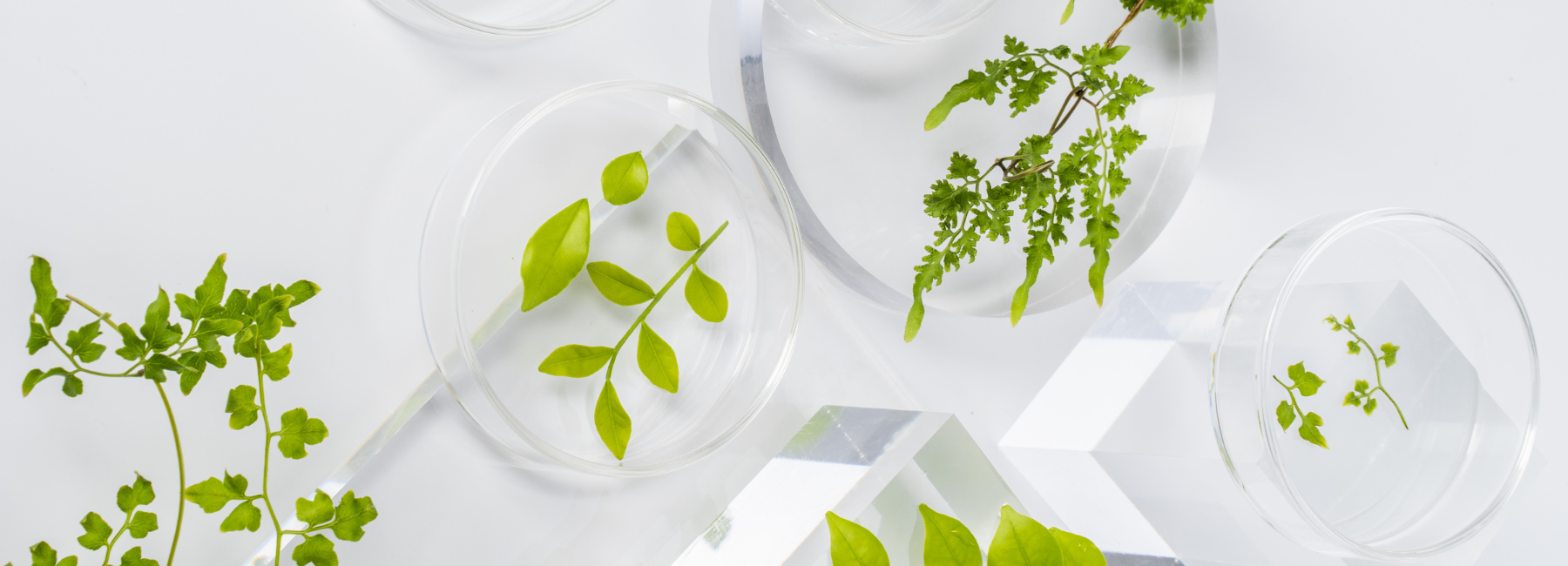 Vitamins: Natural or synthetic?