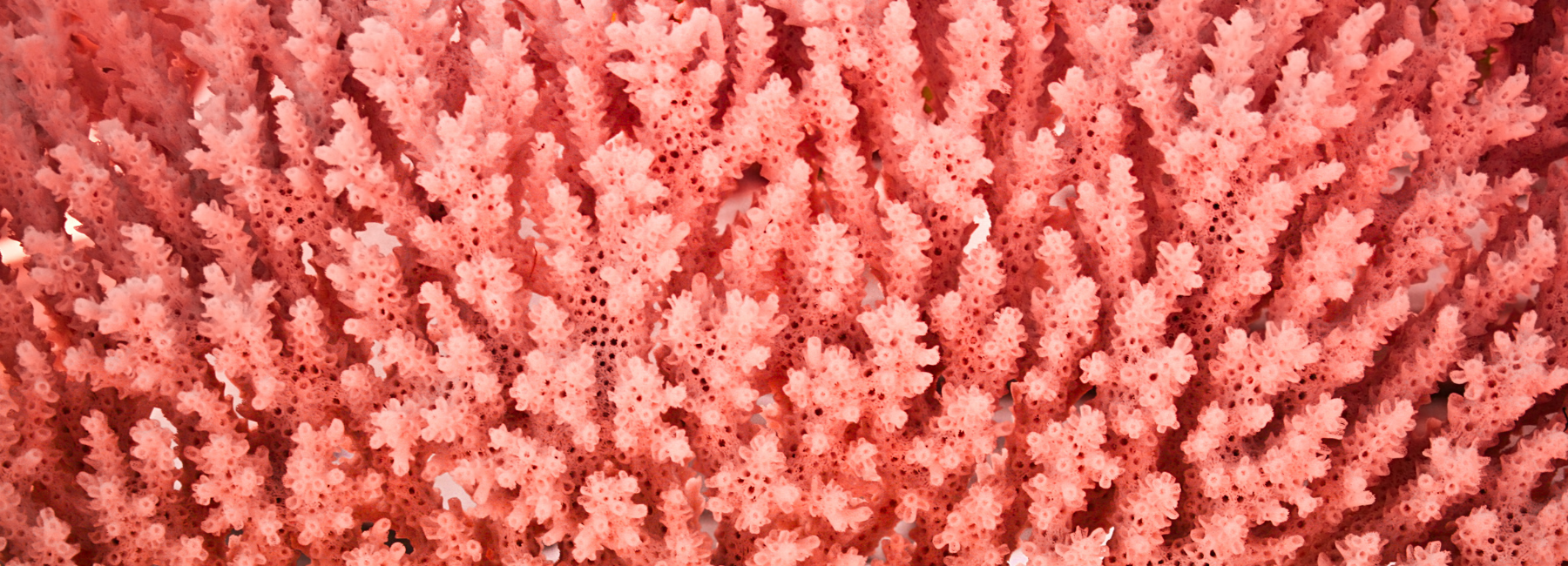 Why do I need a broad-spectrum probiotic?