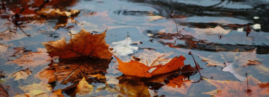 Autumn wellness