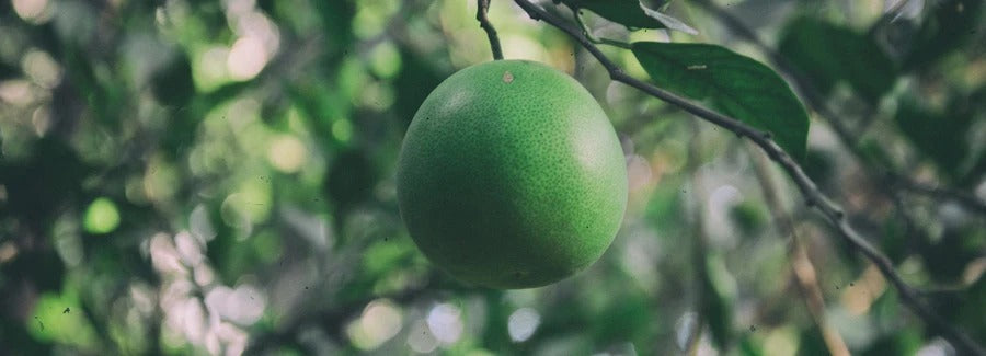 Bergamot - Natural protection for cardiovascular health