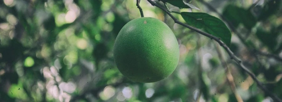 Italian bergamot: The Mediterranean way to a healthy cardiovascular system