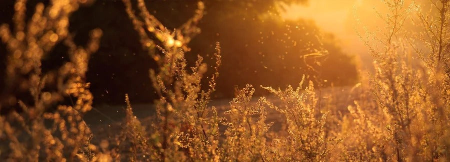 Hayfever and your immune system