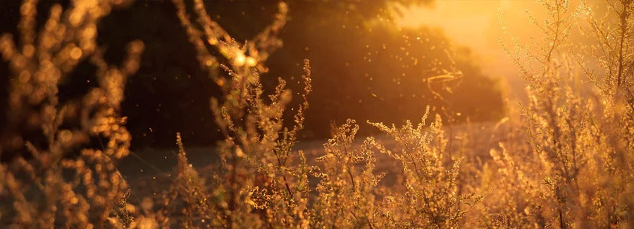 The gut & allergy connection