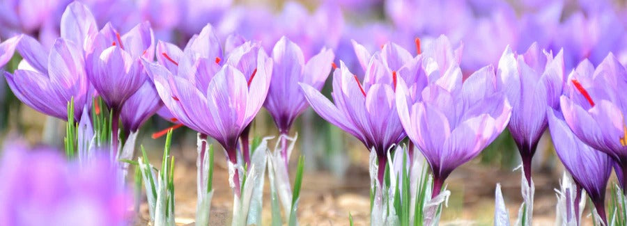 Saffron — Balance your mood