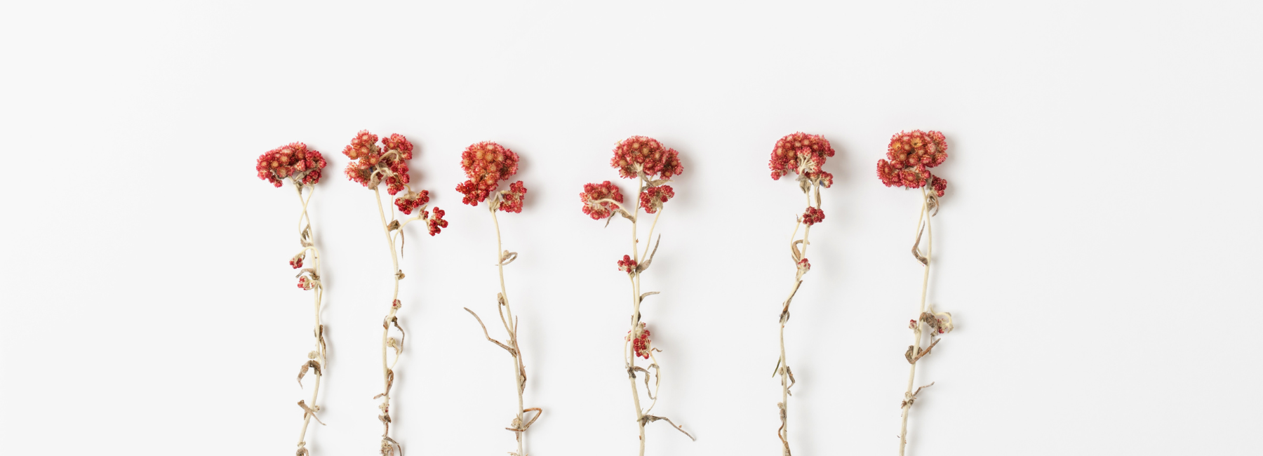 Go with the Flow: Embracing your menstrual cycle